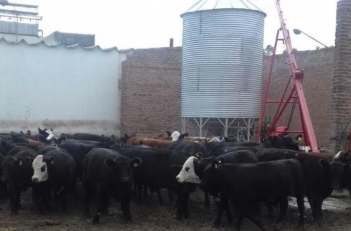 Lobería: Secuestraron animales de un feed lot ilegal