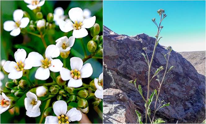 Sierra de la Ventana: Hallaron una planta autóctona que se creía extinta