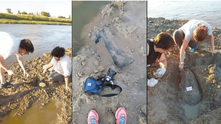 Hallaron más de 200 restos fósiles de animales prehistóricos en la cuenca del río Salado