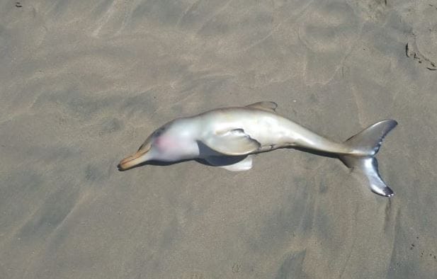 Pinamar: Apareció joven delfín franciscana sin vida en la playa, una especie vulnerable