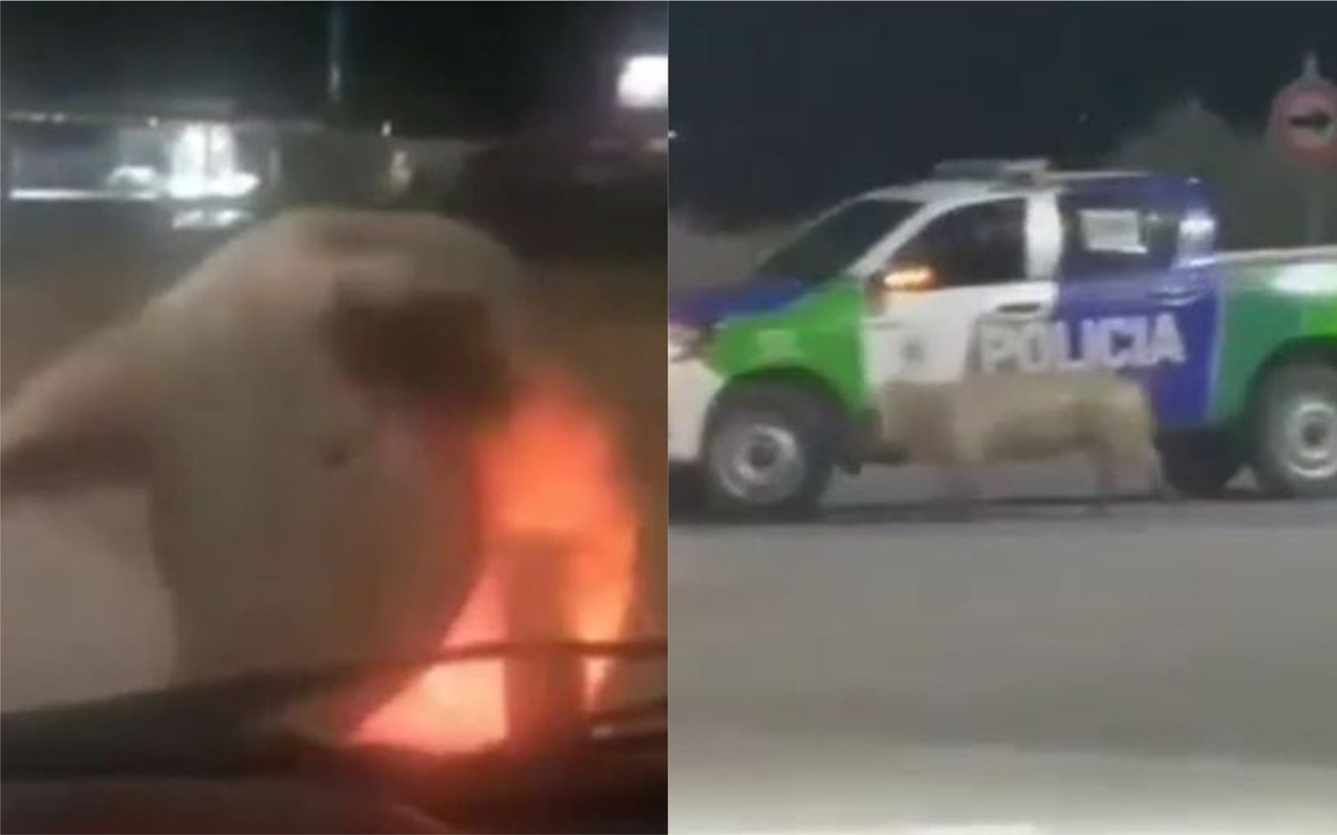 Furor por el chancho que ataca vehículos en Bahía Blanca: Se subió al auto de una mujer y hasta corrió a un patrullero