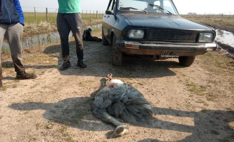 Olavarría: Multa para galgueros por caza furtiva