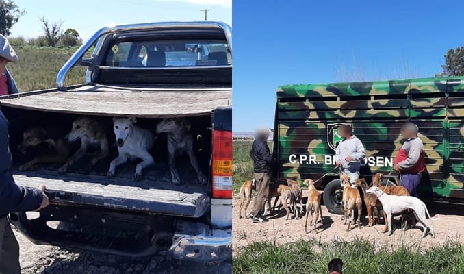 Brandsen: Demoraron galgueros que cazaban de manera ilegal en un campo