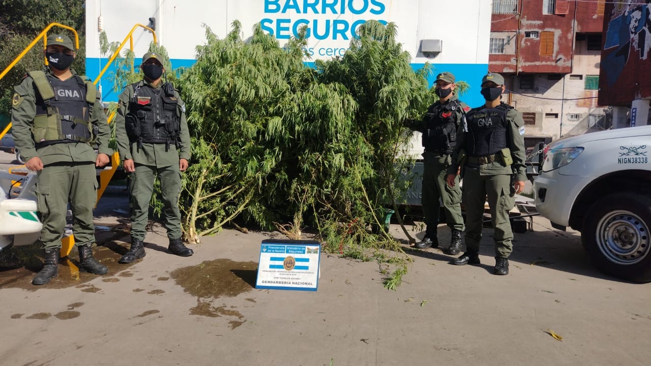 Gendarmería decomisó diez plantas de marihuana en una vivienda del barrio Carlos Gardel en El Palomar