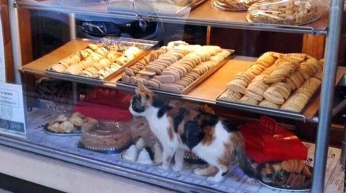 Clausuran panadería que tenía caca de rata y un gato entre sus facturas 