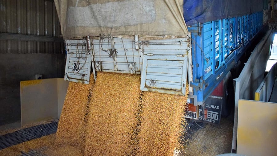 Puerto de Campana: Decomisan más de 8 mil toneladas de maíz, golpe récord para el fisco