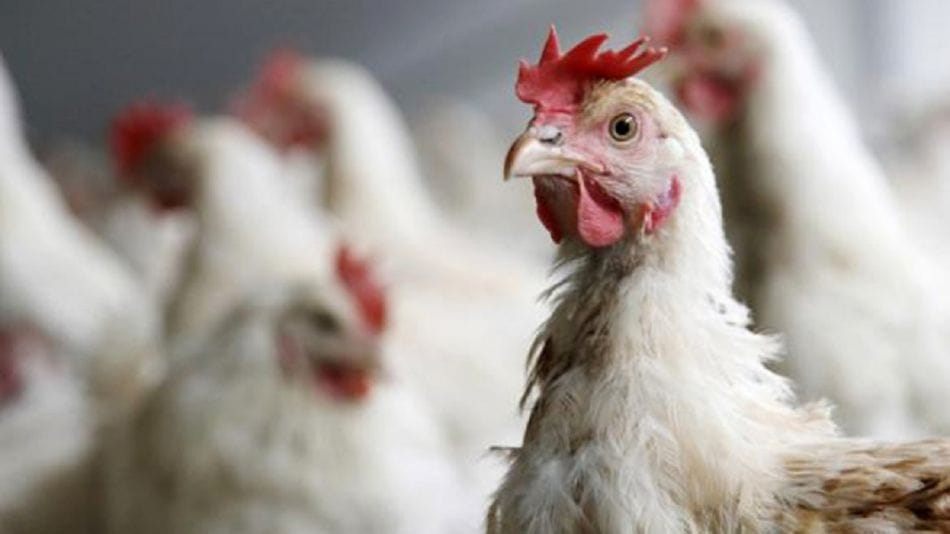 Gripe aviar en Provincia de Buenos Aires: Nuevos casos en General Madariaga y Pedro Luro