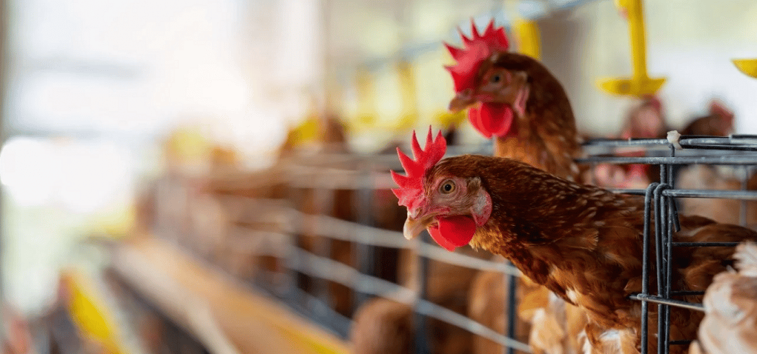 Gripe aviar: Se detectaron otros tres casos y anunciaron medidas preventivas