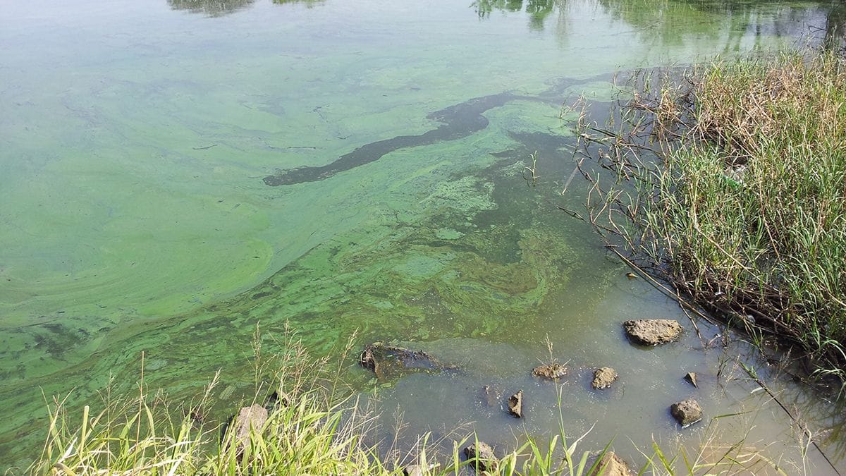 Alerta naranja por cianobacterias en el Río de la Plata y lagunas bonaerenses