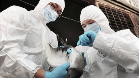 Gripe aviar: Sacrificaron medio centenar de aves de corral en Puán