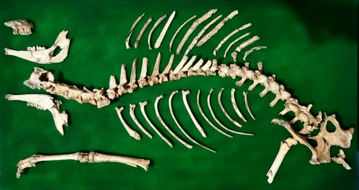 Hallazgo paleontológico: Descubren el esqueleto de ciervo fósil más completo de Argentina en San Pedro