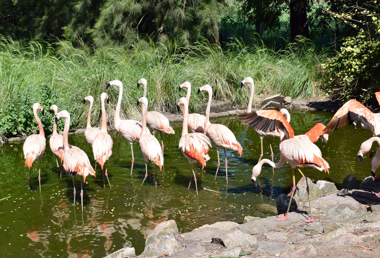Desbaratan "zoológico" privado en Olavarría con variedad de animales silvestres