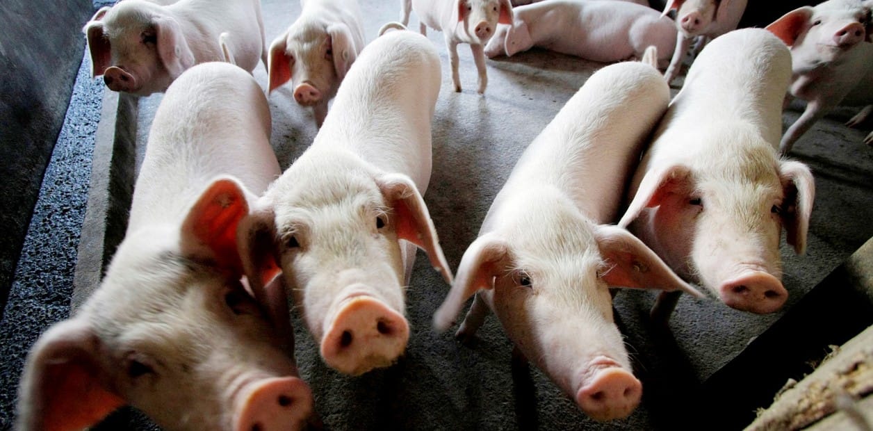 Exportación de carne porcina: El BICE financió a una empresa de Bolívar para ampliar su producción