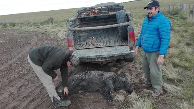 En Patagones los jabalíes son una plaga y autorizan a cazarlos