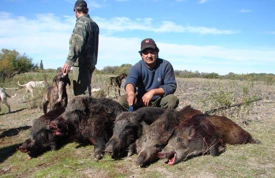 Proteccionistas repudian a Vidal por permitir caza de jabalíes en Patagones