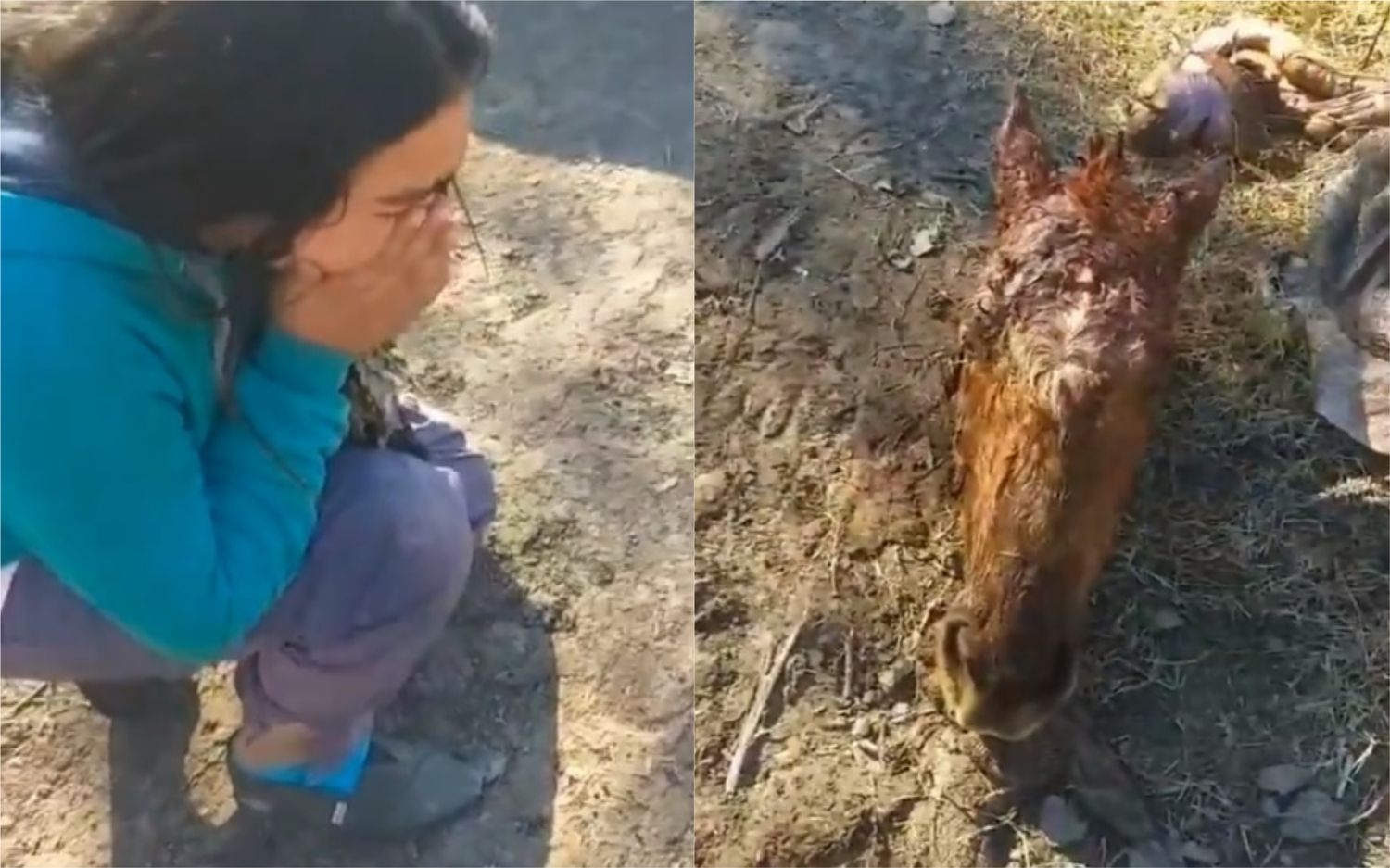 Karen tiene 12 años y encontró a su caballo descuartizado en Azul: El impactante video conmocionó a la ciudad