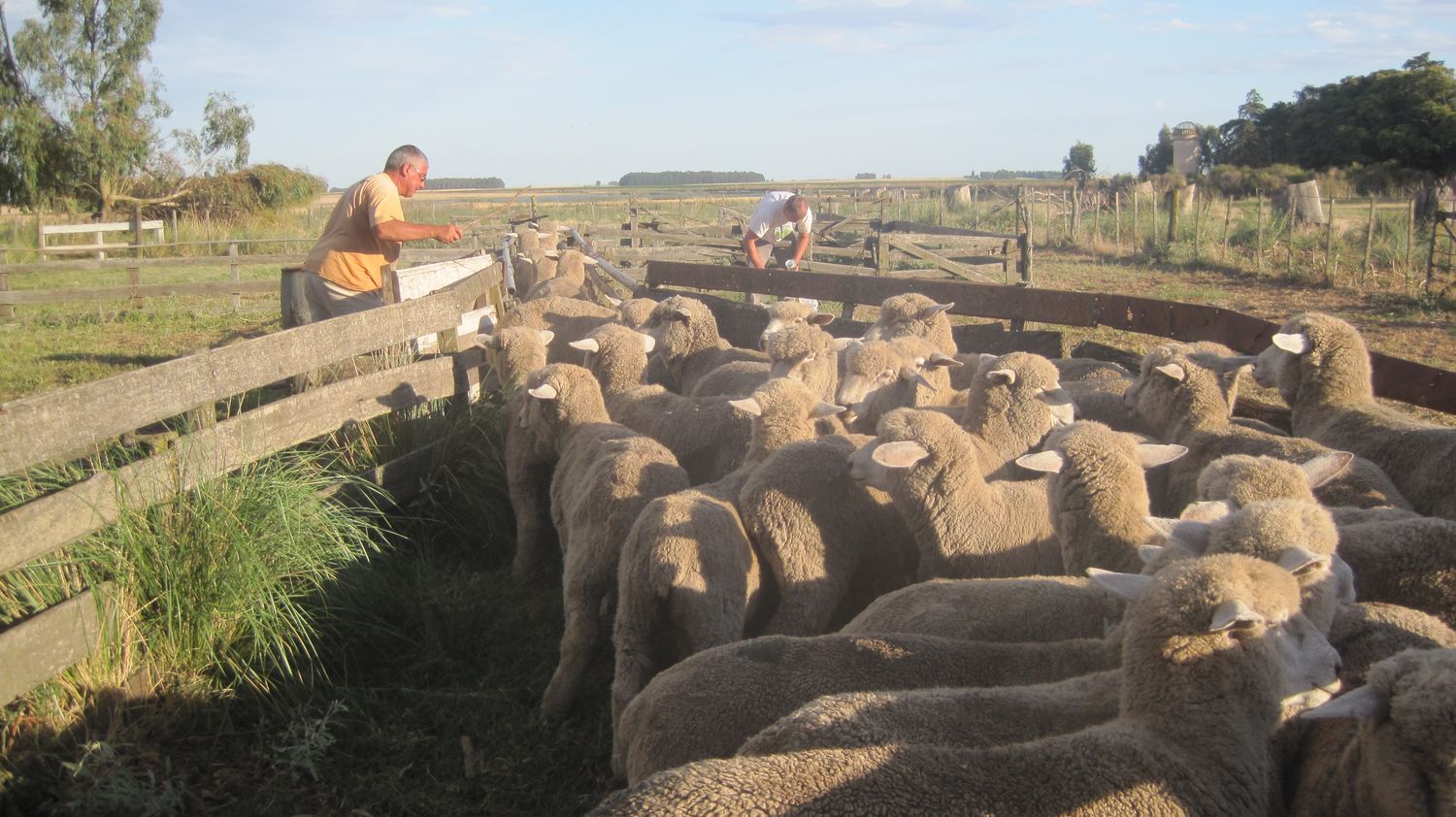 Provincia aprobó financiamiento para pequeños productores ovinos