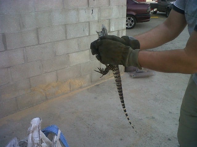 Quilmes: Quiso entrar el auto al garage y se encontró con un lagarto 