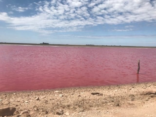 Extraño fenómeno en Puán: Por qué la laguna de Darregueira se vio rojiza y parece de "sangre"