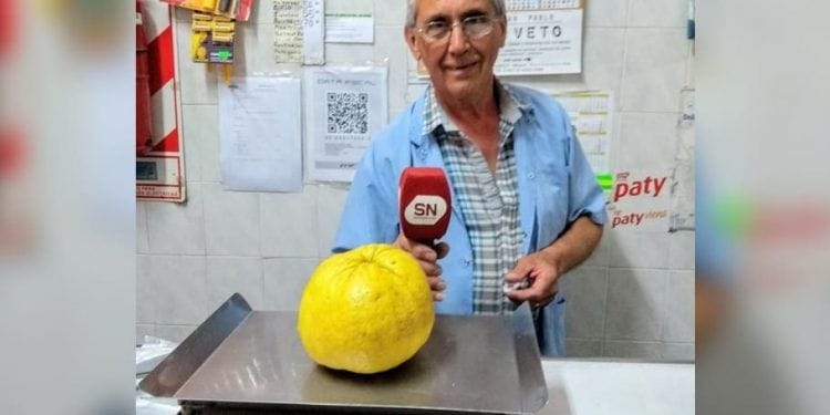 Qué pedazo de limón: Un vecino de Chascomús cosechó un cítrico de 1 kilo y cuarto
