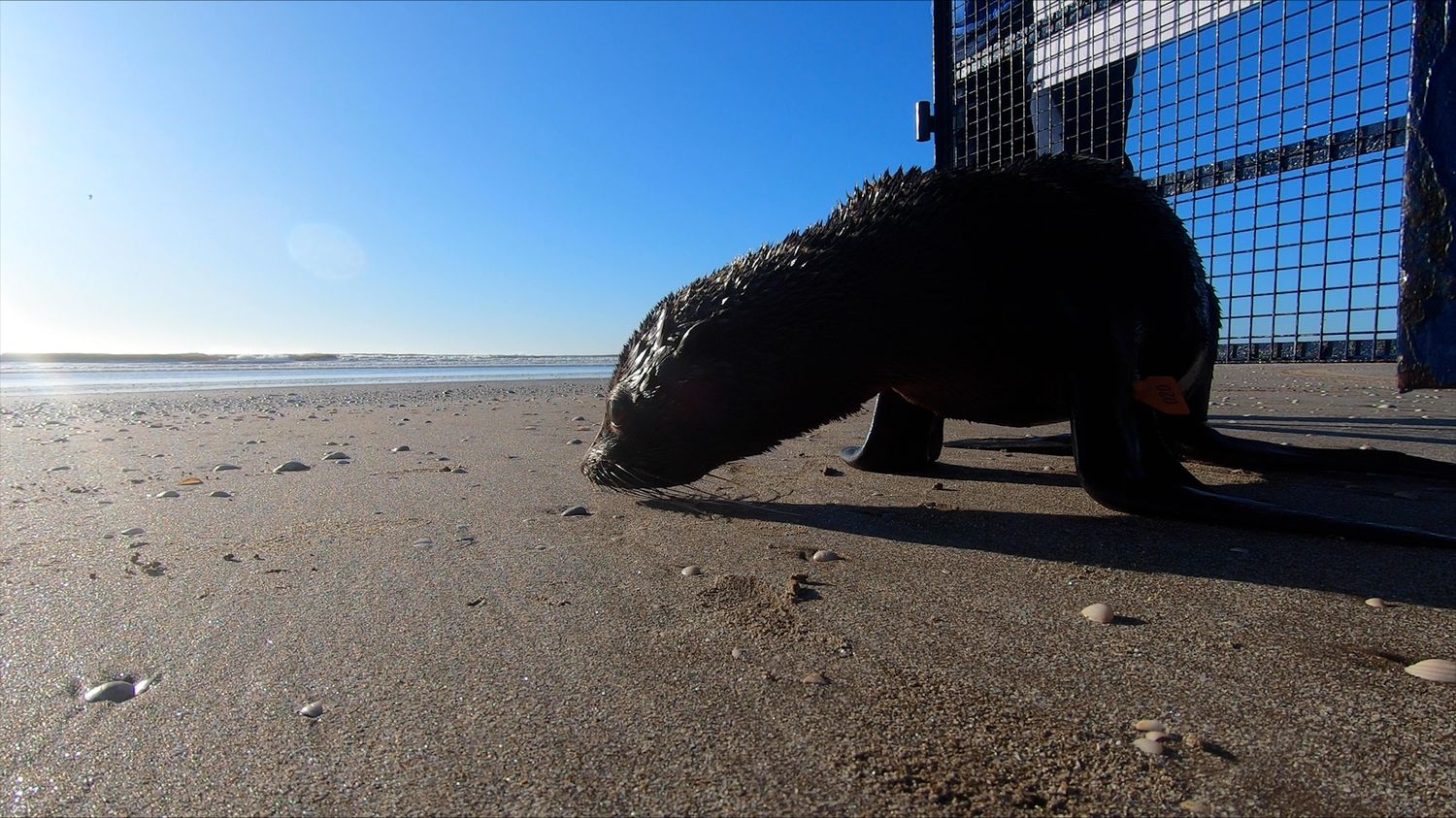 San Clemente: El lobo marino rescatado en el Riachuelo regresó al mar