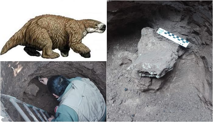 Luján: Más detalles del hallazgo paleontológico de parte de un hueso de un perezoso
