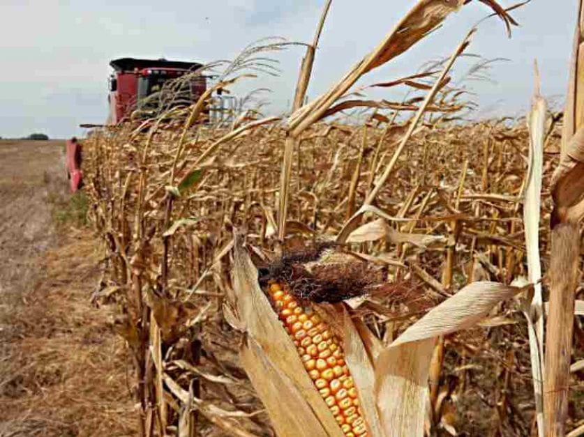Suspenden exportación de maíz: CARBAP rechazó la "intervención del mercado" y se declaró en estado de alerta y movilización