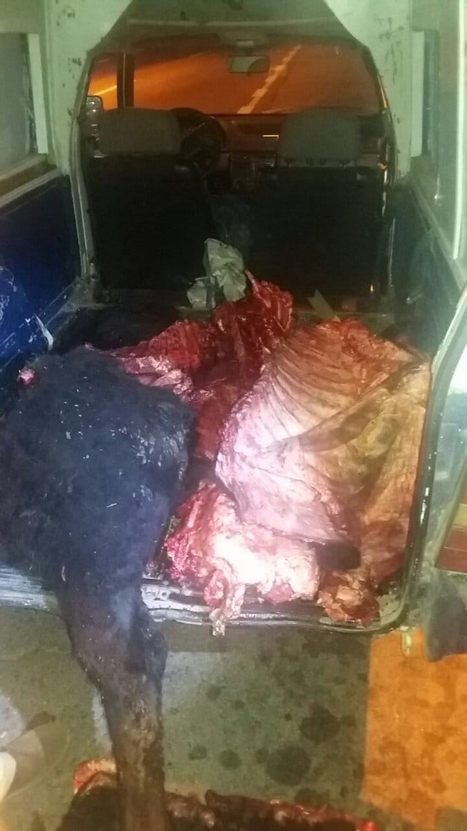 Vivoratá: Detuvieron a conductor con ocho veces el permitido de alcohol y dos vacas carneadas en el baúl