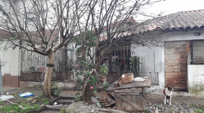 Lomas de Zamora: Rescataron a casi 30 mascotas de la casa de una mujer con problemas psiquiátricos