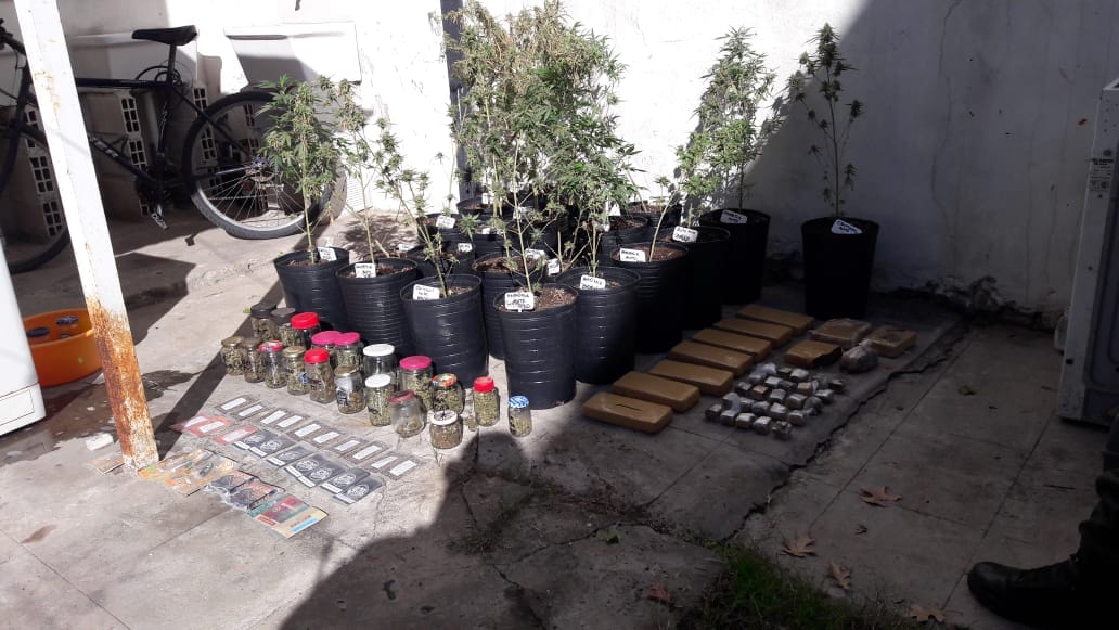 Desarticulan a la banda de los "Masterchef": Cultivaban marihuana gourmet en Escobar