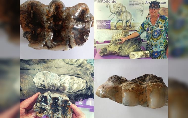 Monte Hermoso: Hallaron un molar de mastodonte que tendría entre 10 mil y 30 mil años de antigüedad