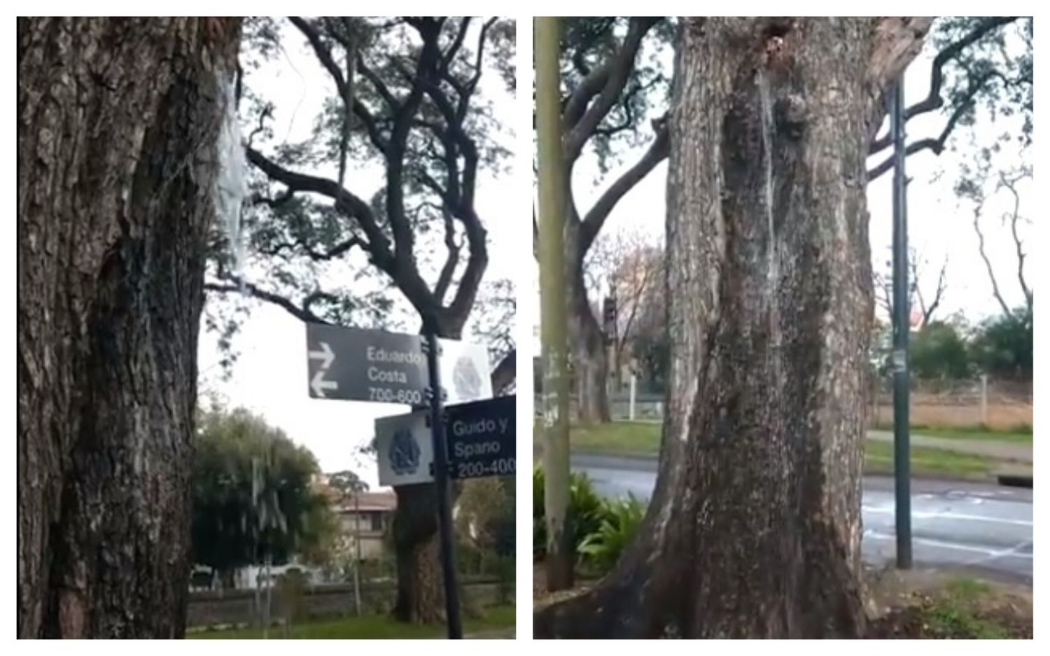 ¿Milagro o caño roto?: Vecinos asombrados por el árbol que llora agua en San Isidro