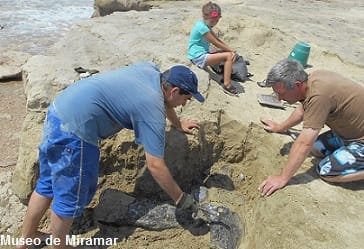 Hallan fósiles de lestodontes en las playas de Miramar