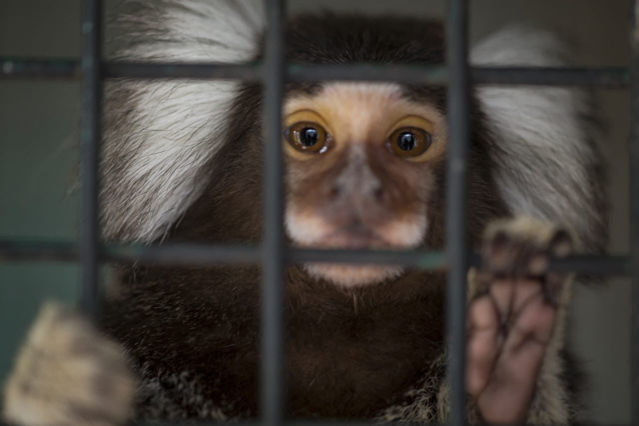 Trasladaron a santuario natural a siete monos titís rescatados en Villa Ballester