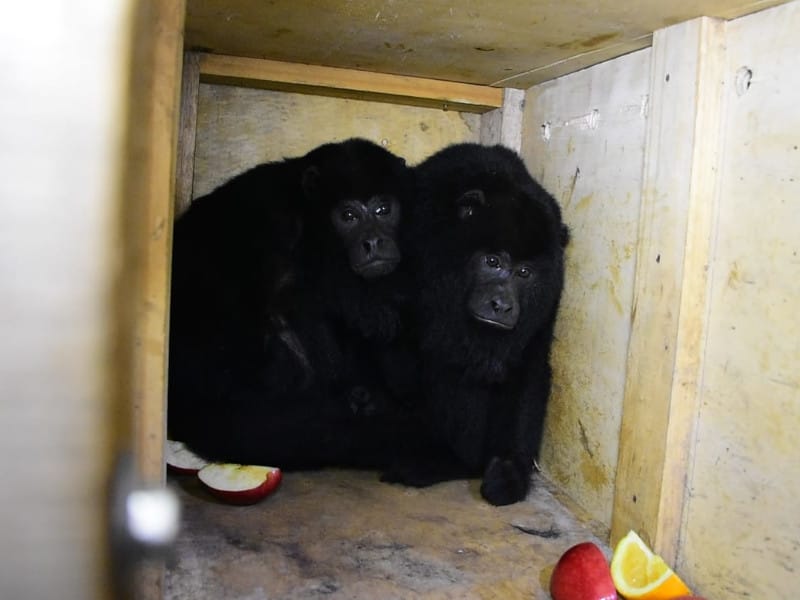 Varela: El Municipio rescató a dos monos abandonados en Villa Brown