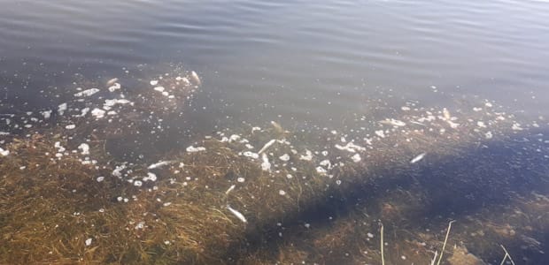 General Villegas: Laguna del Parque Municipal apareció con una gran cantidad de pejerreyes muertos