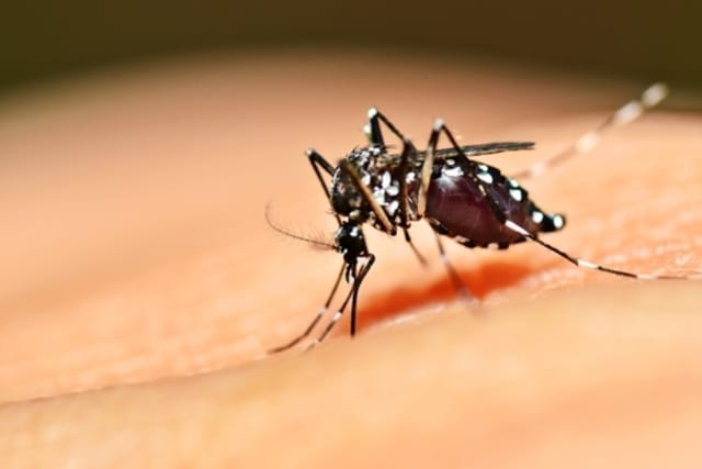 Preocupación en La Costa por la invasión de mosquitos: ¿Hasta cuándo durará?