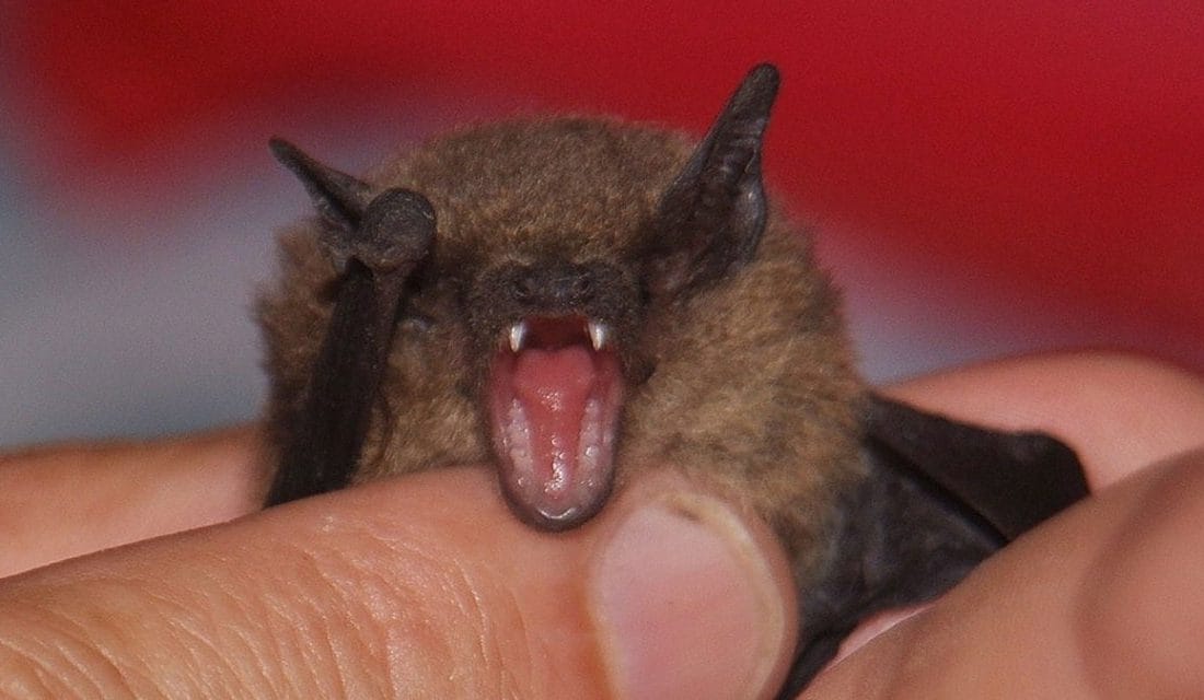 Encontraron un murciélago con rabia en Benito Juárez y recomiendan vacunar mascotas