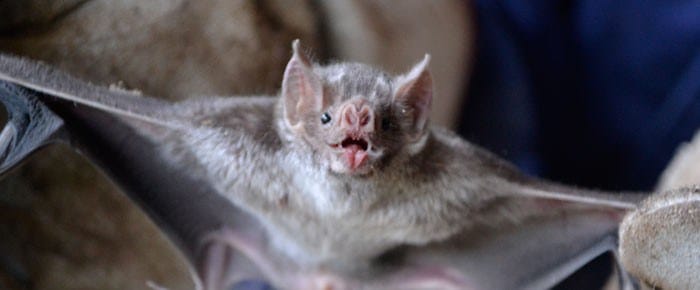 Luján: Realizan un bloqueo por un caso positivo de rabia en un murciélago