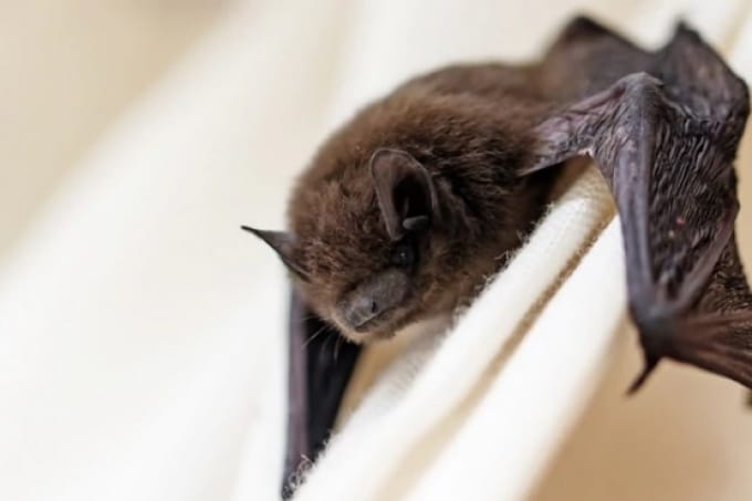 Murciélagos con rabia en Azul: Registran dos casos positivos y vacunan a mascotas