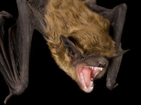 Nuevos casos positivos de murciélagos con rabia en Azul