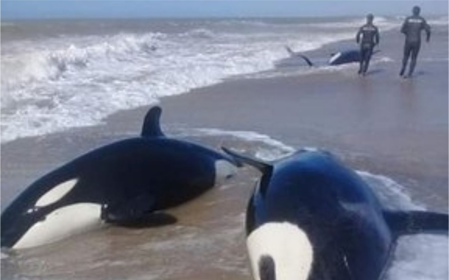 Murió una orca que había quedado varada en Mar Chiquita: Rescatan a otras seis