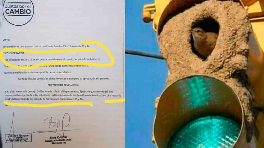 Insólito: Concejales de Cambiemos en Mercedes proponen retirar un nido de horneros y los vecinos piden "dejar en paz a las aves"