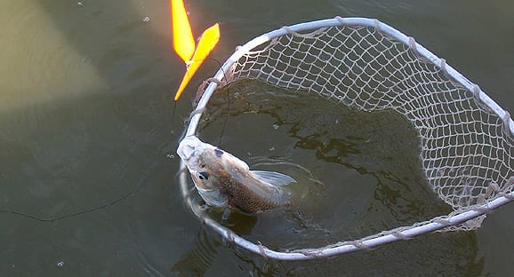 Comenzó la prohibición de pesca de pejerrey en la Provincia 