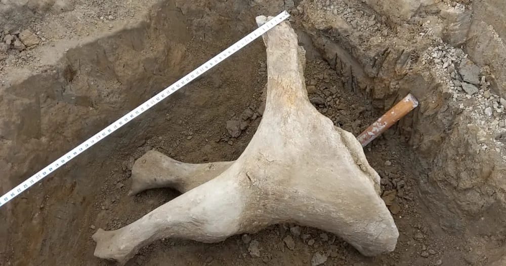 Gran hallazgo paleontológico en Olavarría: Encontraron huesos de un perezoso gigante
