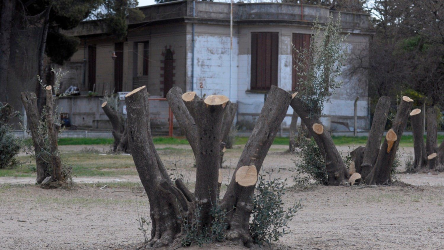 Bahía Blanca: Polémica por indiscriminada poda de árboles centenarios en el Hospital Penna
