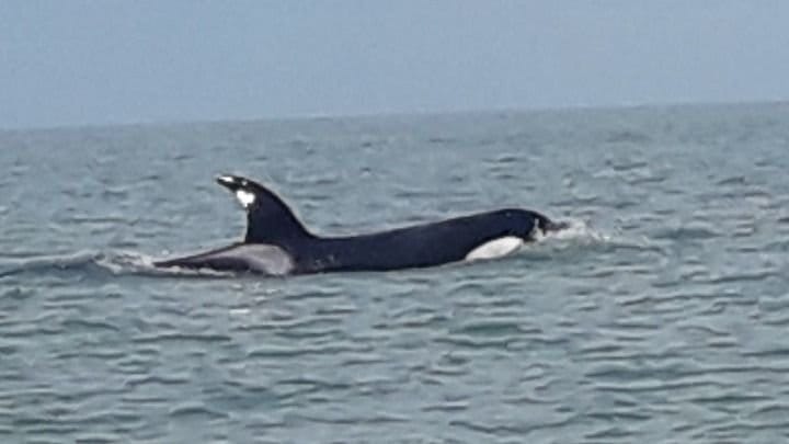 Luego del susto por los tiburones, ahora apareció una orca en la playa de Monte Hermoso