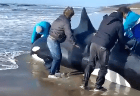 La Costa: Una orca quedó varada en Nueva Atlantis