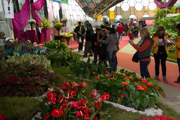 Inauguran la 51° edición de la Fiesta Nacional de la Flor en Escobar