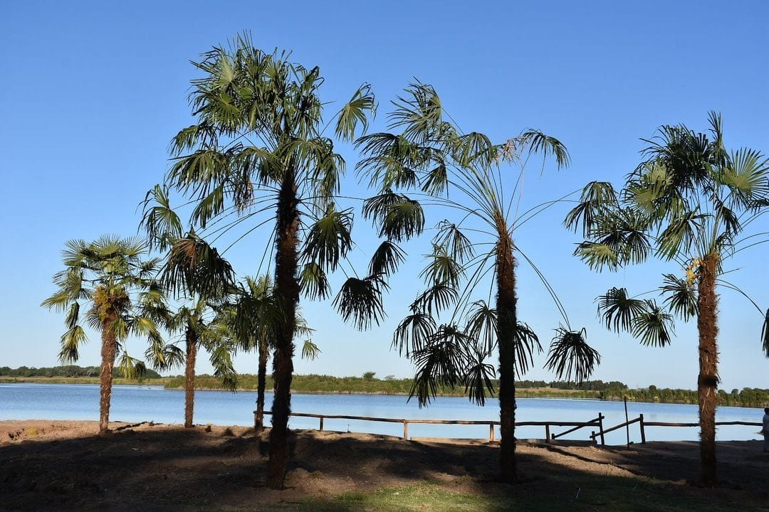 Avanza la creación del balneario de Castelli: Llegaron las palmeras y se ilusionan con inaugurar este verano